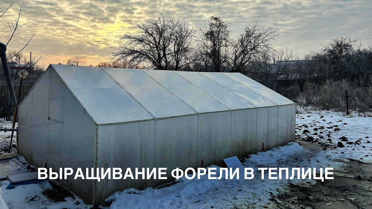Выращивание форели в теплице зимой