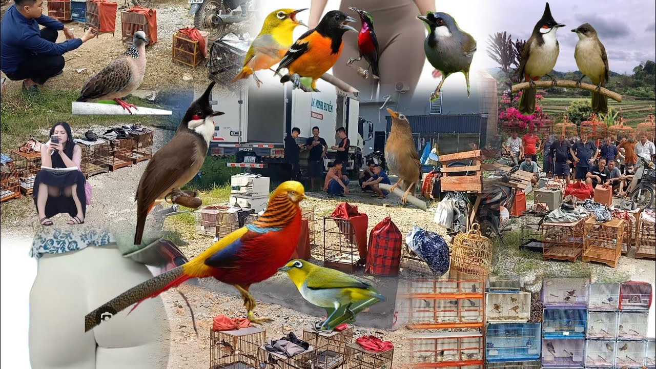 KHÁM PHÁ CHỢ CHIM CẢNH 5 NGÀY MỞ 1 PHIÊN CÒN TỒN TẠI Ở VÙNG CAO 