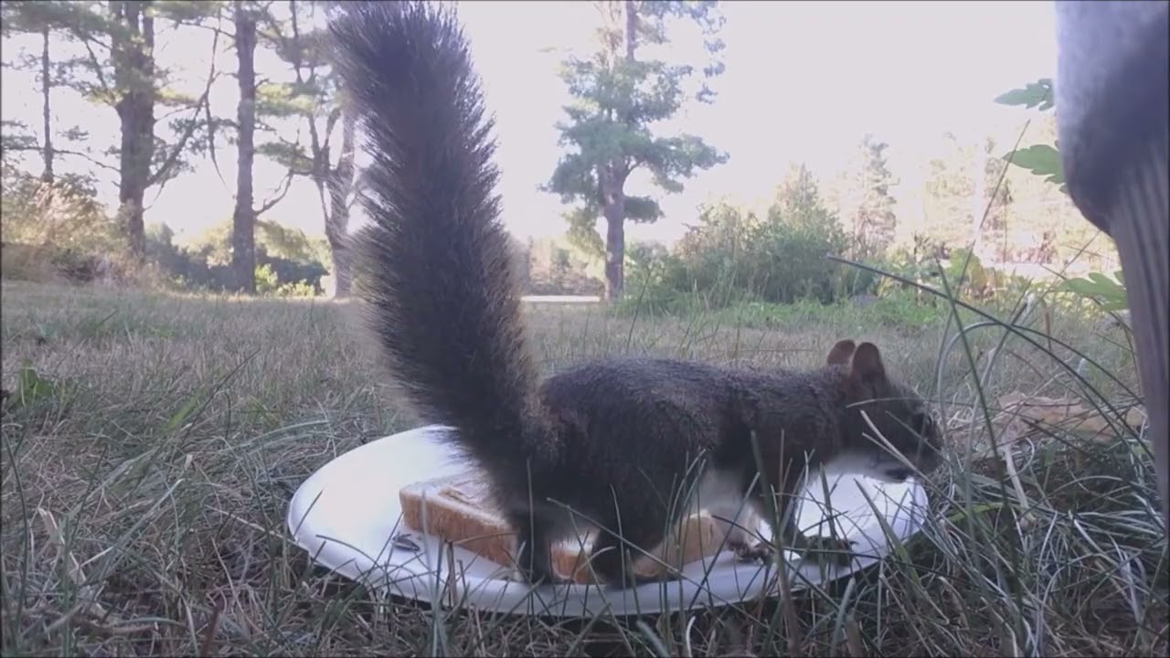 The Peanut Butter Sandwich