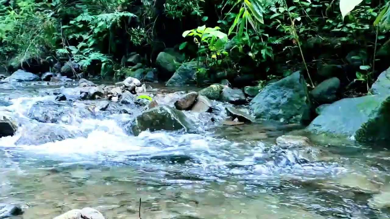 Peaceful Morning Dew 24/7. Forest Sounds, Waterfall, Birdsong. Calming Sleep Sounds.