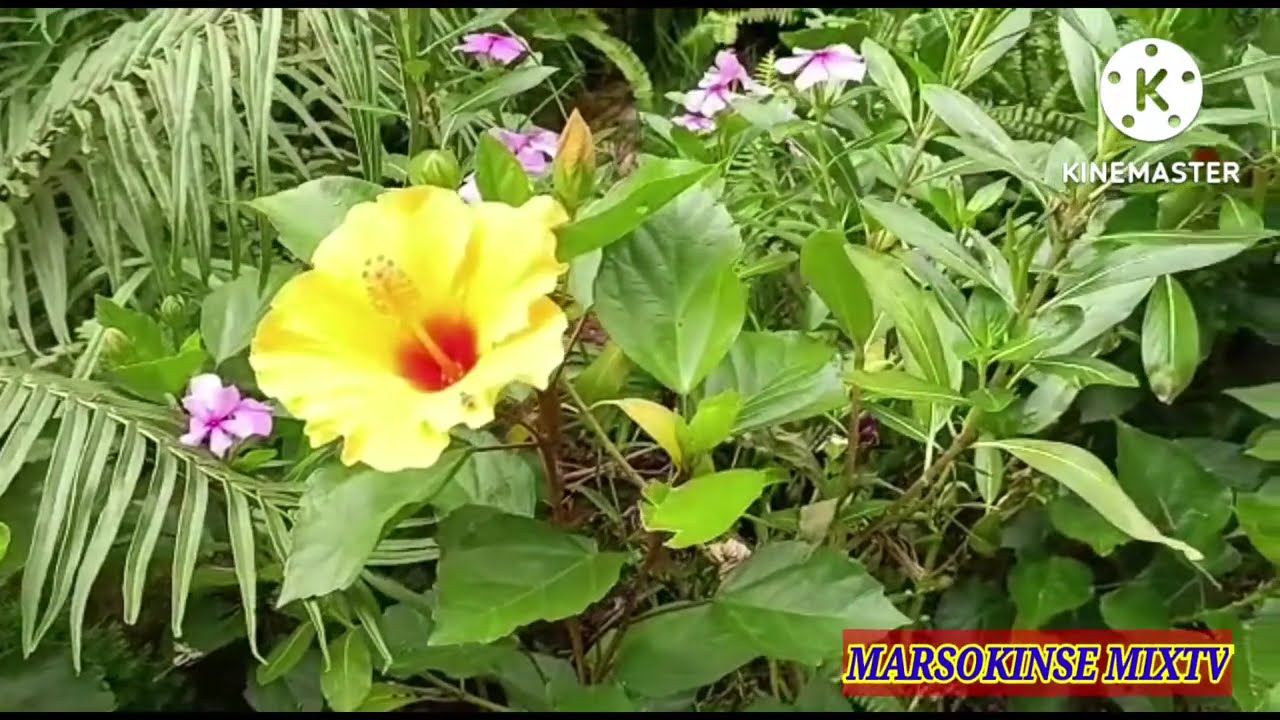 Green Leafy Trees at Tuen Mun Park / #marsokinse mixtv