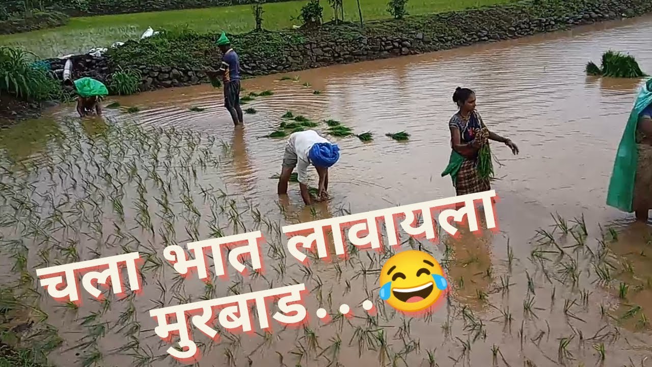 चला भात लावायला.. भात लागवड (आवणी.)मुरबाड,😊😊bhat lagvad..Avani..Murbad