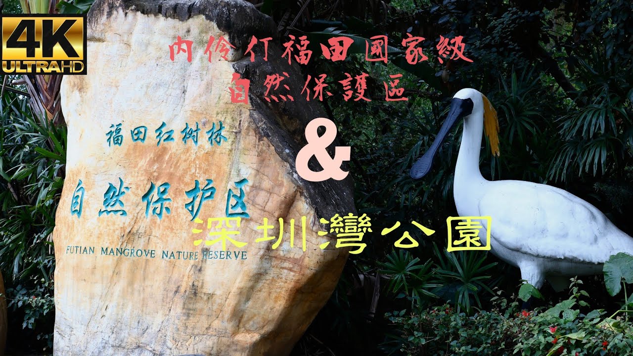 廣東內伶仃福田國家級自然保護區&深圳灣公園「4K」深圳最難進入的公園