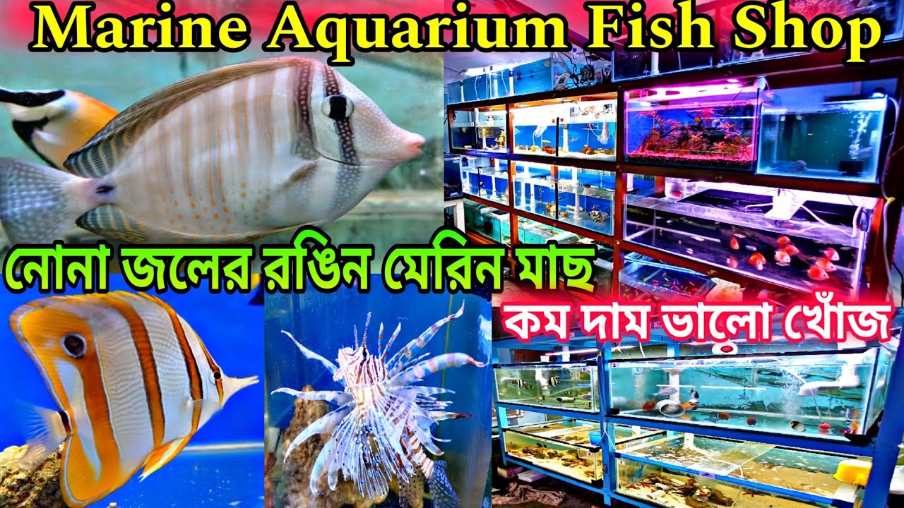 নোনা জলের রঙিন মেরিন মাছ 🐠 Marine Aquarium Fish Price | Marine Salt Water Fish | Marine Aquarium
