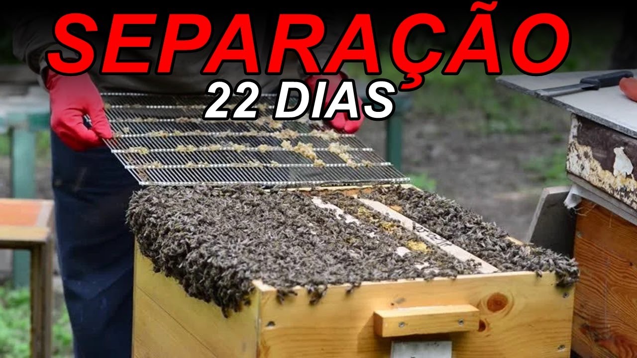PASSO A PASSO DIVISÃO DE COLMEIA EM X COM TODAS AS DATAS CERTAS (03)