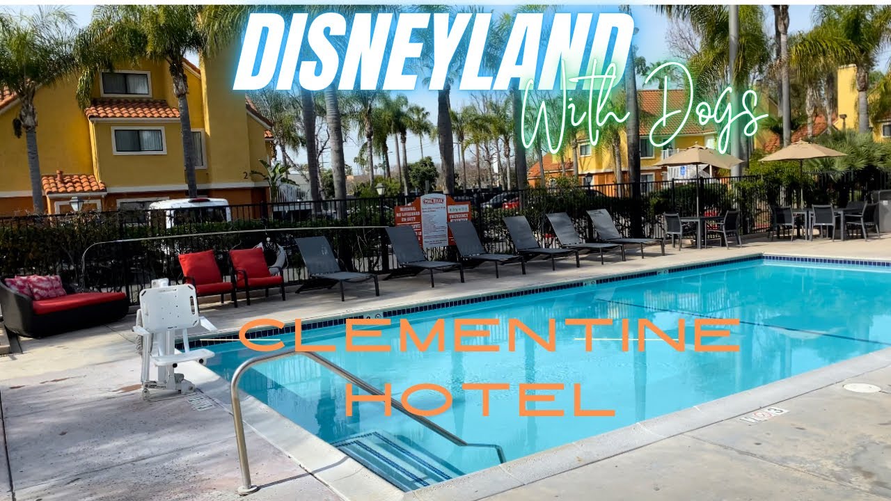 Disneyland with Dogs | Clementine Hotel | Art Shuttle
