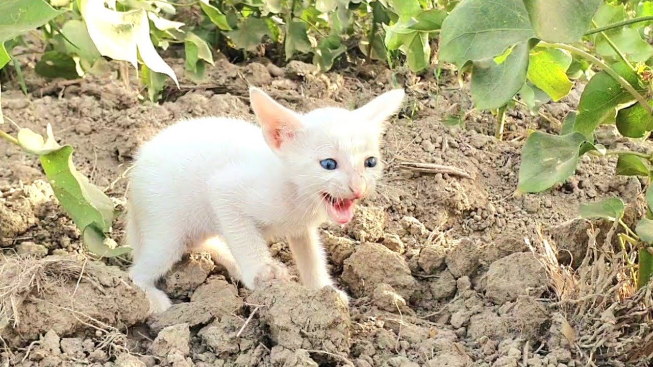 The cat will hunt in the field Cat  Meow 8k