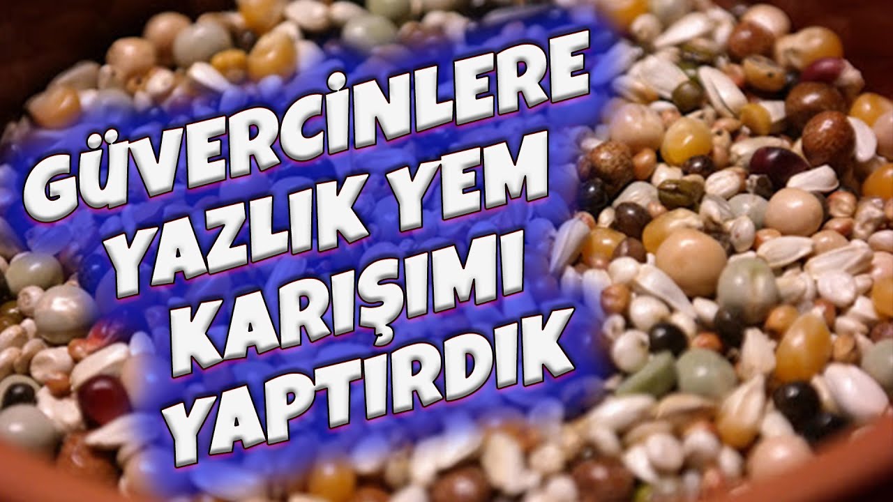 DAMIZLIK GÜVERCİN YAZLIK YEM KARIŞIMI -kaç para verdik- BROADCAST PİGEON SUMMER FEED MIX - rotasyon