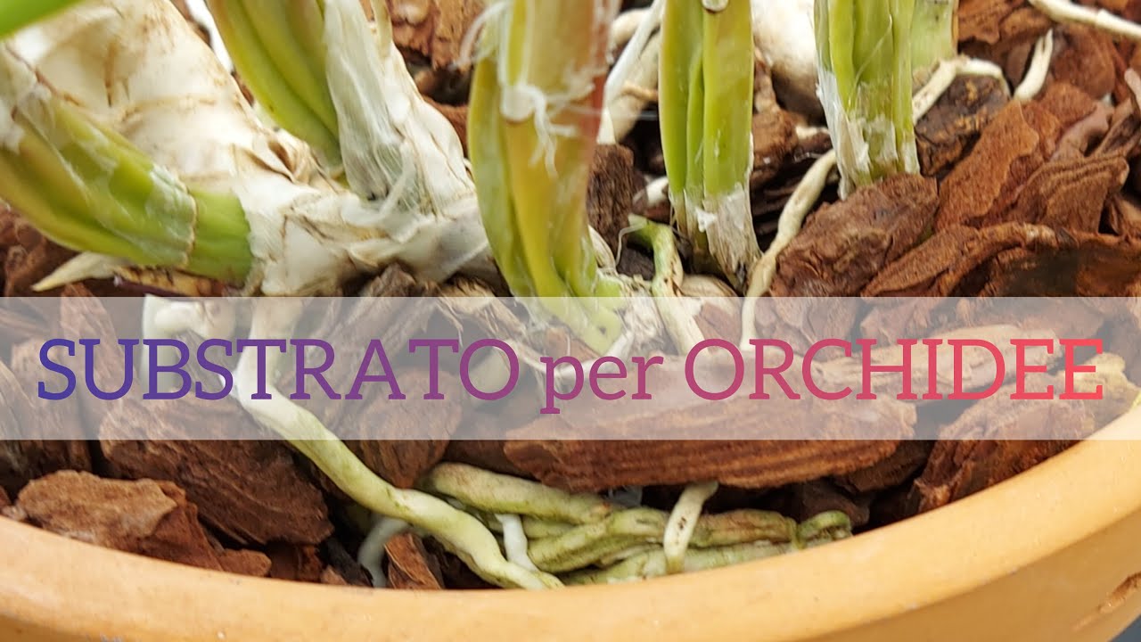 substrati e supporti per orchidee   scegliere i materiali per il rinvaso