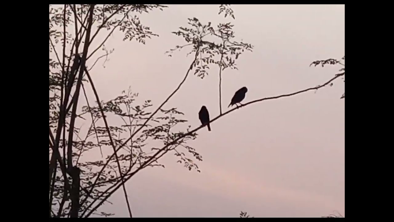 ජෝඩුවගෙ කූඩුව අපේ ගෙදර #trending #🕊️