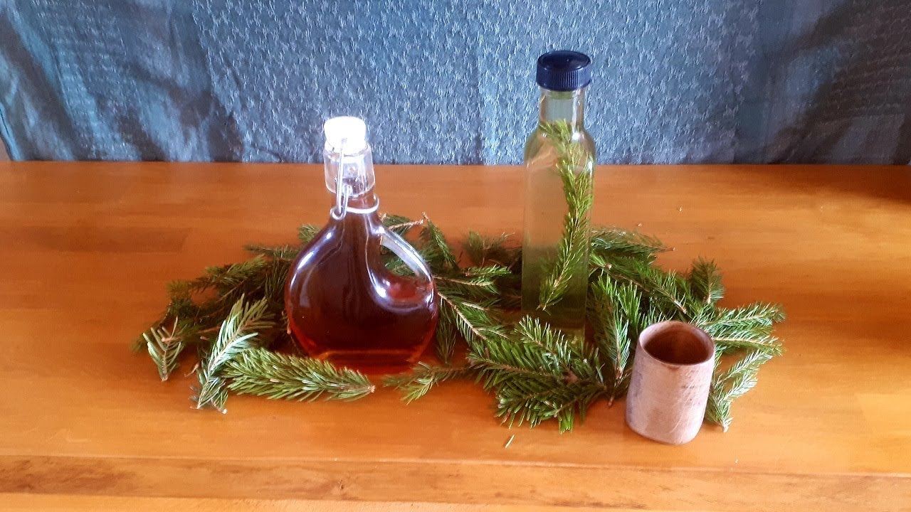 Liqueur de sapin, sirop et tisane. Recettes maison
