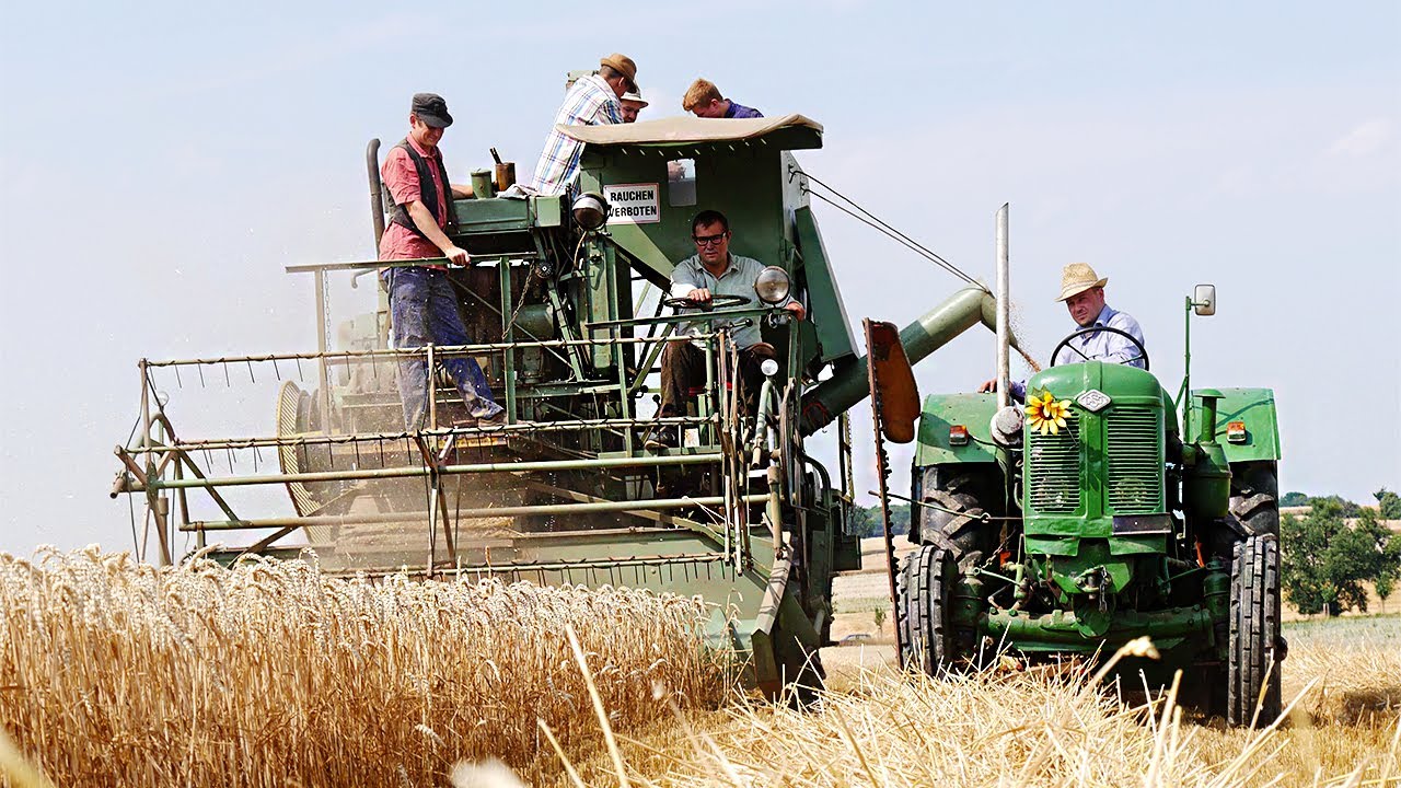 Fortschritt E175 ║Famulus ║Agriculture Germanyy