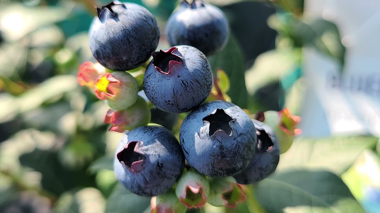 Vaccinium Perpetua® (Blueberry) // Pick & 