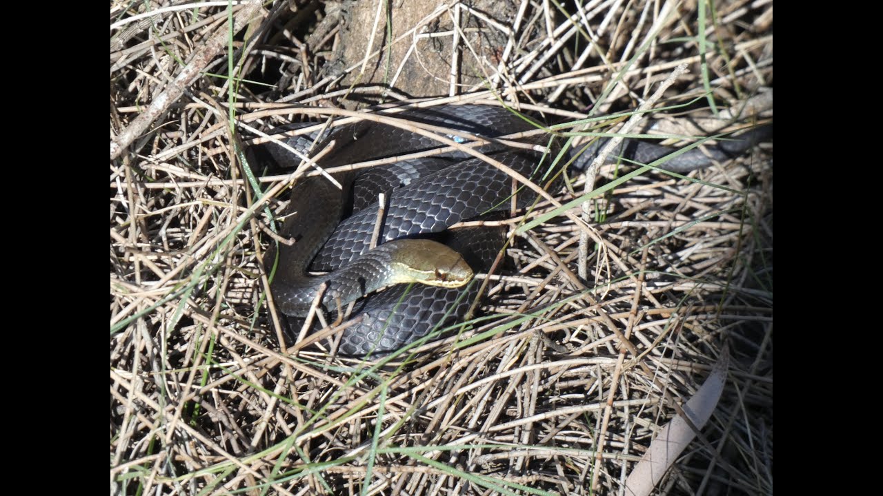 Herping Southeastern Queensland: Brisbane Part 1