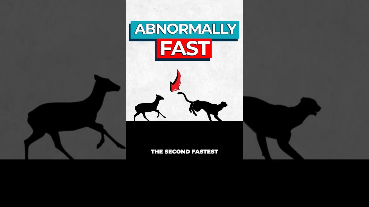 Scientists Discover Cause of  Nature's Long Distance Sprinter