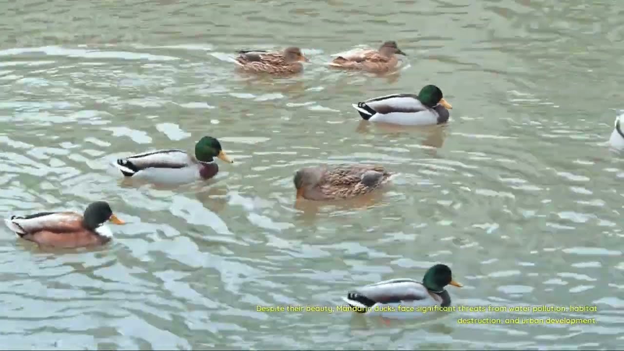 Discovering the World of Aix galericulata #animals #duck