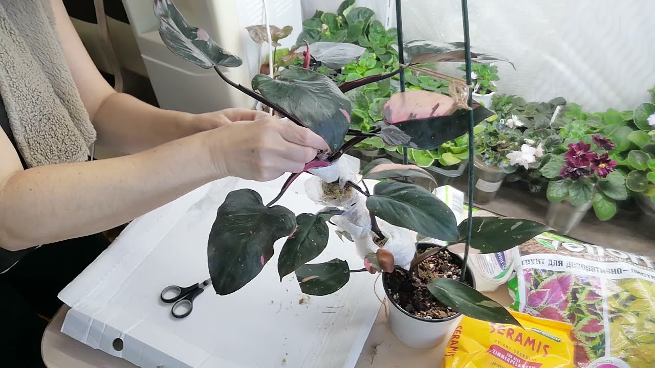 Разделение, грунт для филоденрона, Розовая принцесса. 🌿🌺
