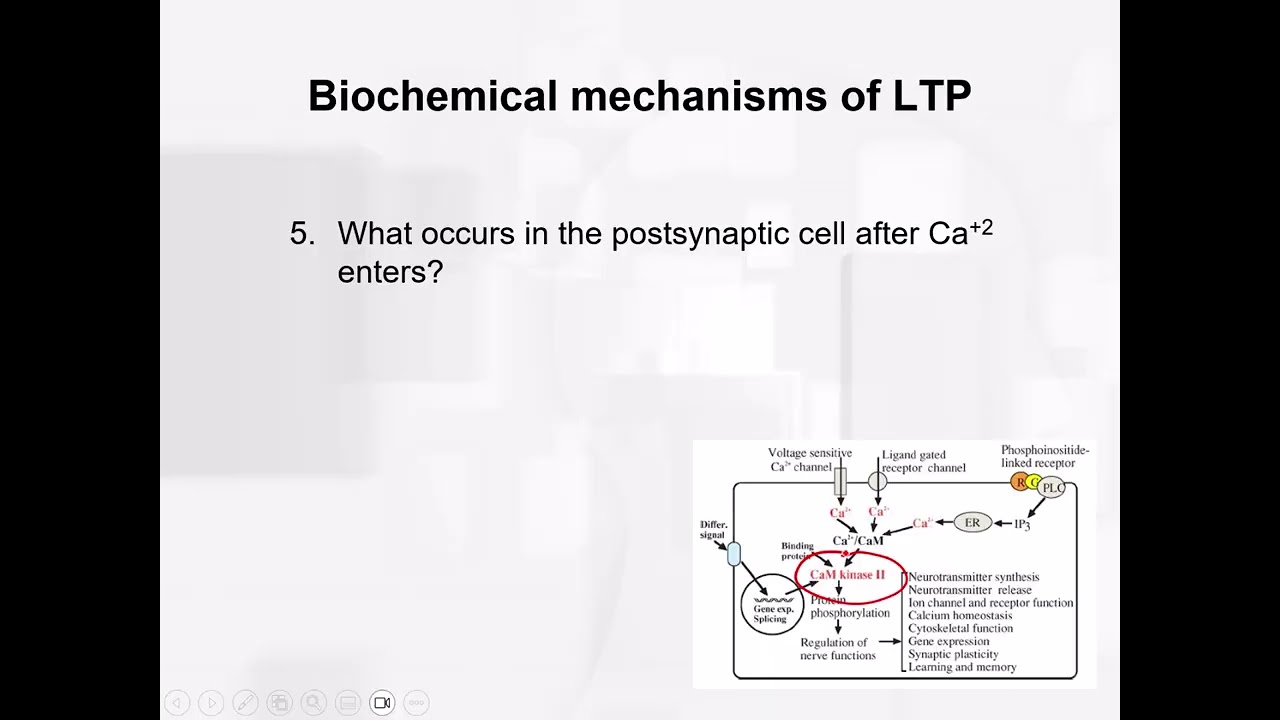 Chapter 10 - Biochemical Mechanisms of LTP
