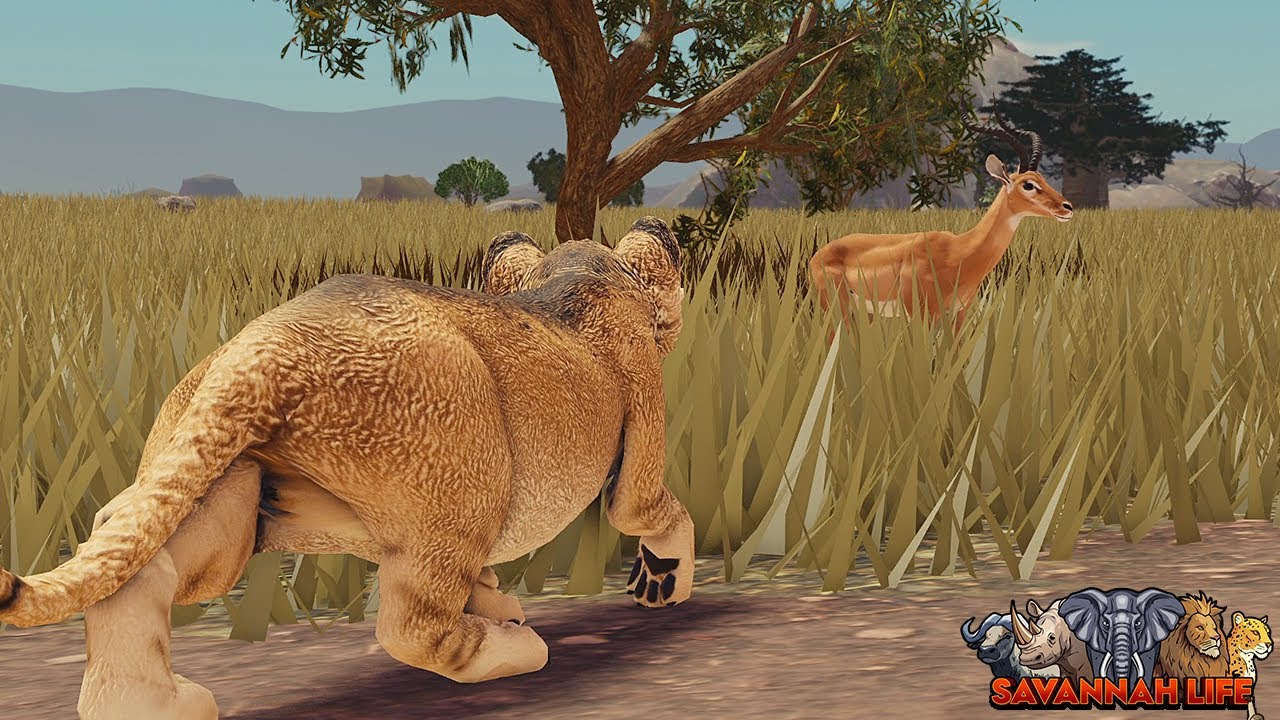 Lioness Teaches Lion Cub Hunting! | ROBLOX Savannah Life