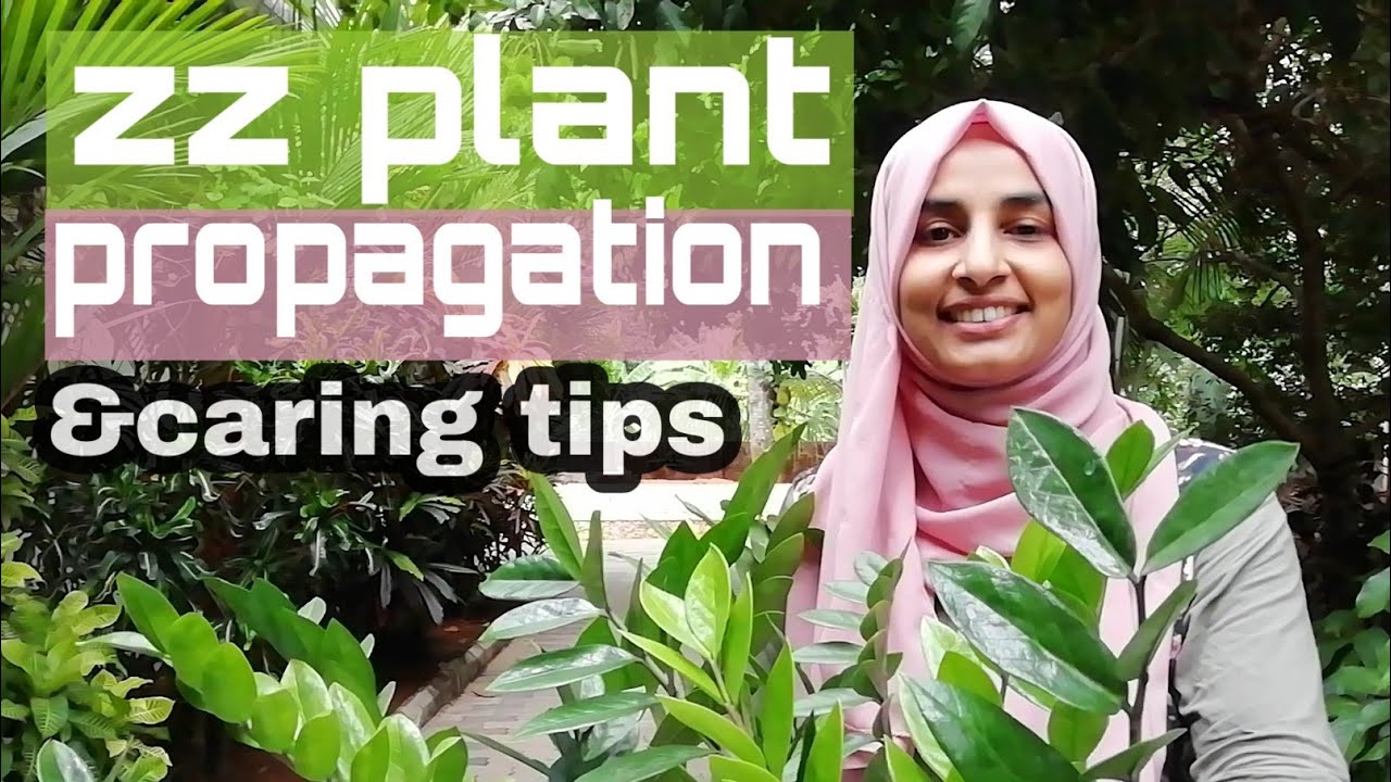 Zz plant propagation and caring tips in malayalam /how to grow zz plant/more varieties of zz plant