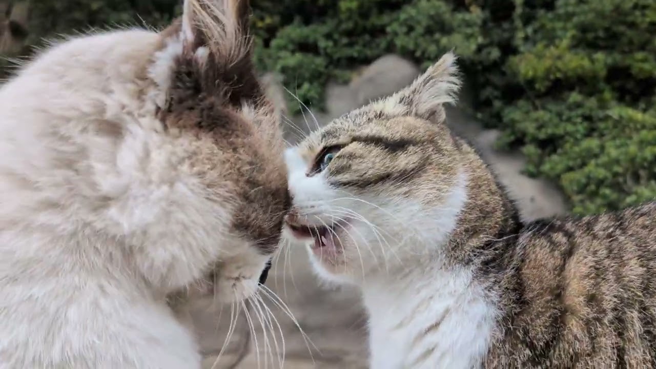 喧嘩猫