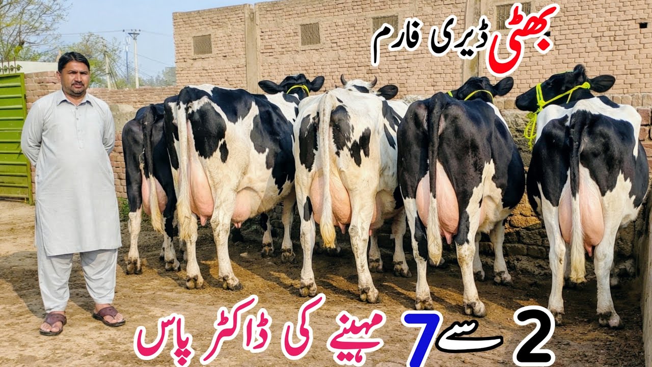 Bhati Dairy Farm | Khngher Cows for sale | Friesian Cross Cows in Punjab Pakistan | Pk Janwar Mandi