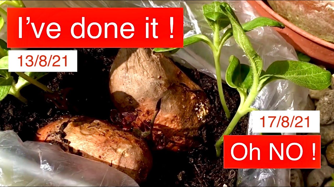 IT’S GONE !!!  -   LEARN FROM MY GARDENING MISTAKES CONTAINER GARDENING