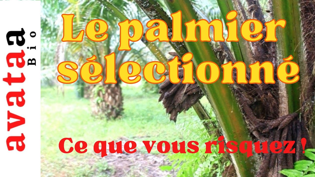 Avant d'investir dans le palmier sélectionné !