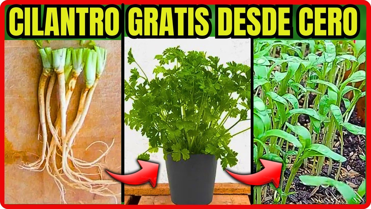 COMO CULTIVAR CILANTRO GRATIS DESDE RAIZ en maceta en casa TODO EL AÑO