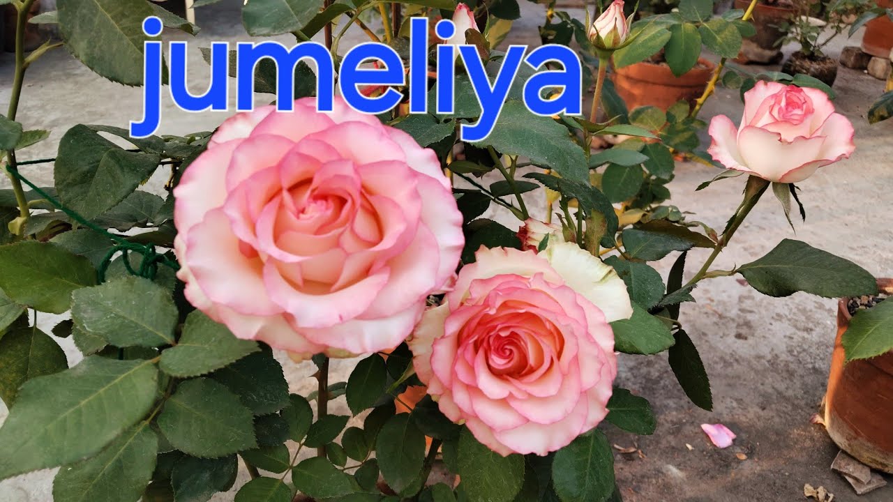 🌹 Rose id #jumeliya @@sokhergolapbagn ##rosecare #rosefertilizer #rosegarden #beautyofnature 