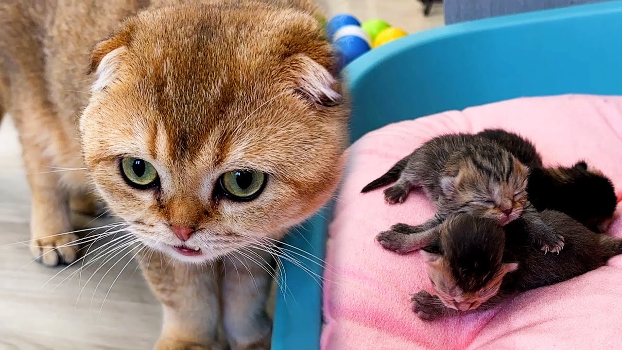 Первая встреча папы кота с новорожденными котятами после рождения.