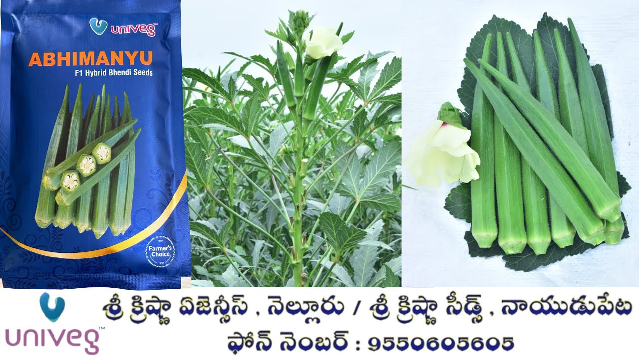 యూనివెజ్ సీడ్స్ వారి నూతన హైబ్రిడ్ బెండ అభిమన్యు| Univeg New Hybrid Bhendi Abhimanyu |9550605605|