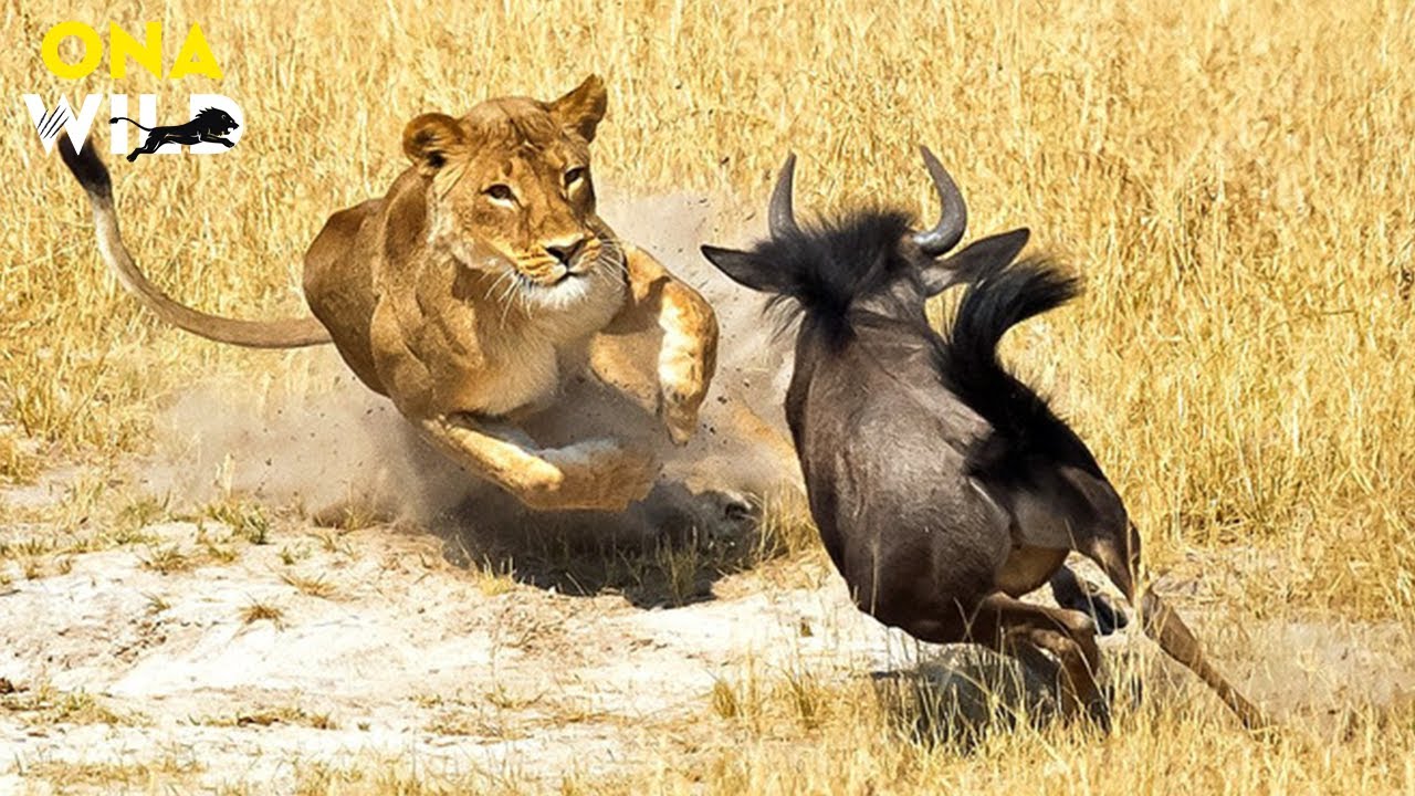 AFRICAN LION – O PREÇO DE SER REI NA SAVANA | Animais Selvagens