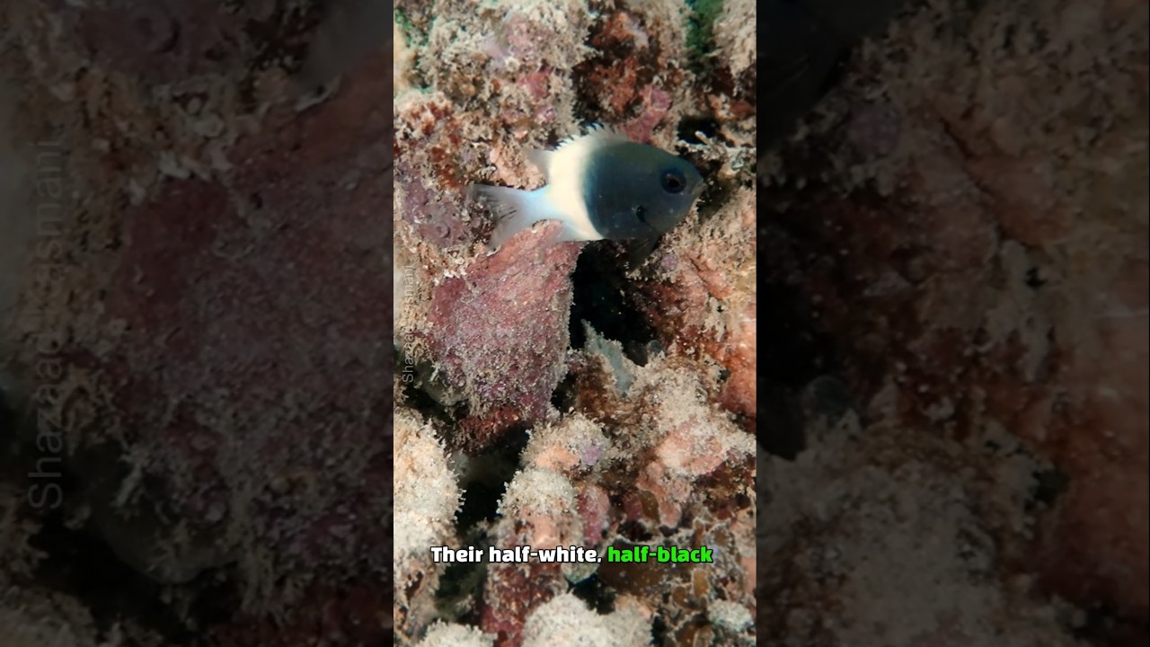 Is This Fish Black or White? Meet the Half and Half Fish 
