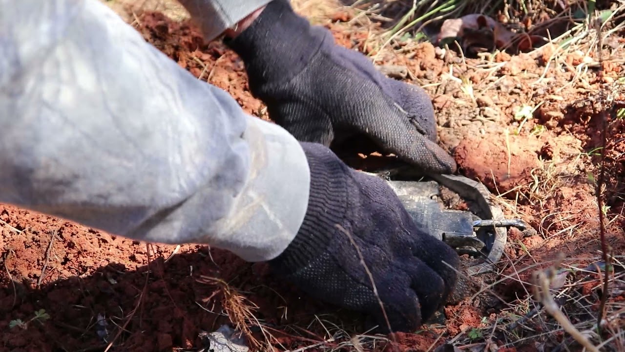 Coyote Cull Trapping Tips: Day 1, Trap Setting