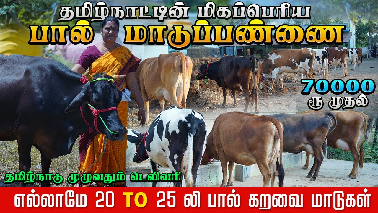 அதிக லாபம் தரும் ஜெர்சி & hf கலப்பின மாடுகள் விற்பனைக்கு | Online மூலம் மாடு வாங்கலாம் #sanjayfarm