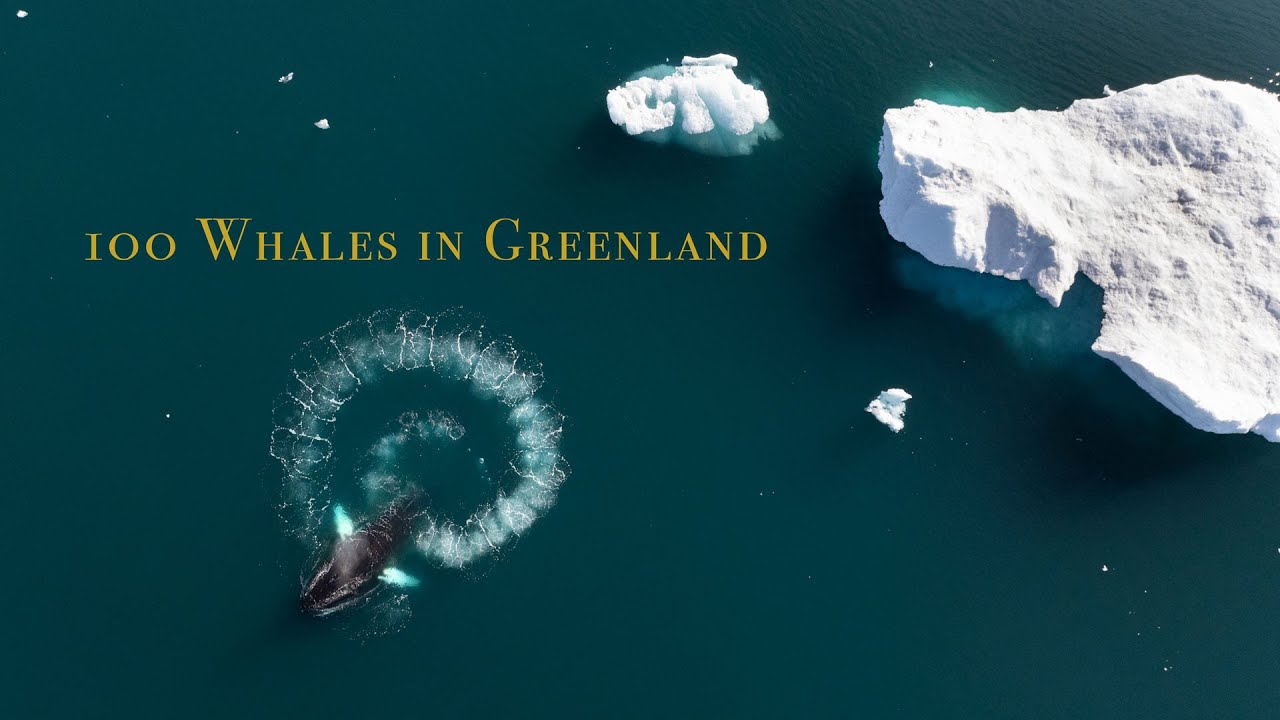 DJI Mavik 3 pro and my best ever video of Humpback whales in Greenland