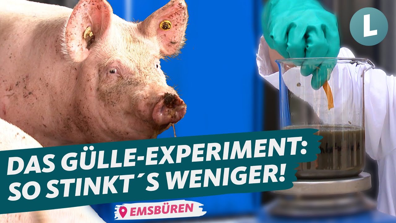 Gülle mit Schwefelsäure anreichern: Bringt das bessere Luft? | WDR Lokalzeit Land.Schafft.