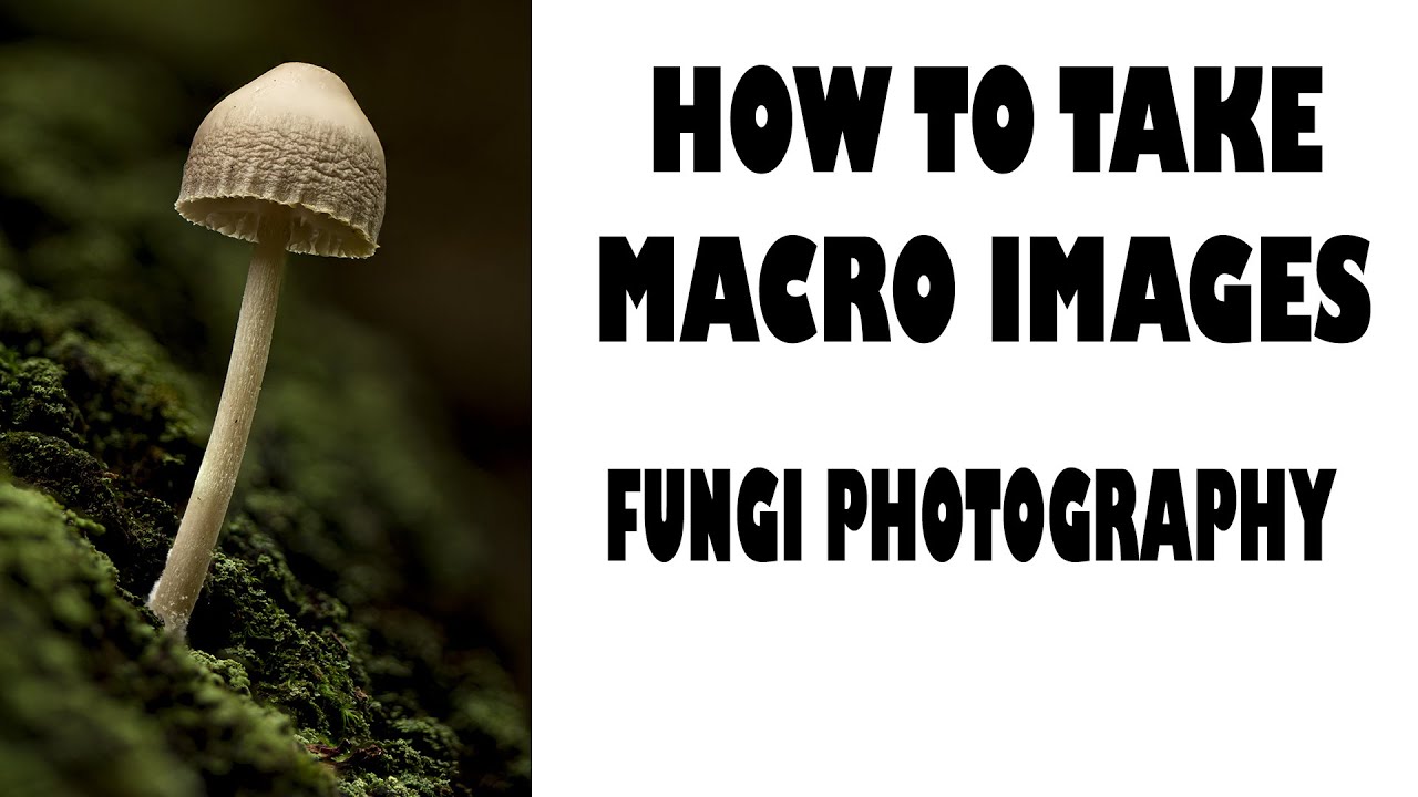 MACRO PHOTOGRAPHY-HOW TO PHOTOGRAPH FUNGI