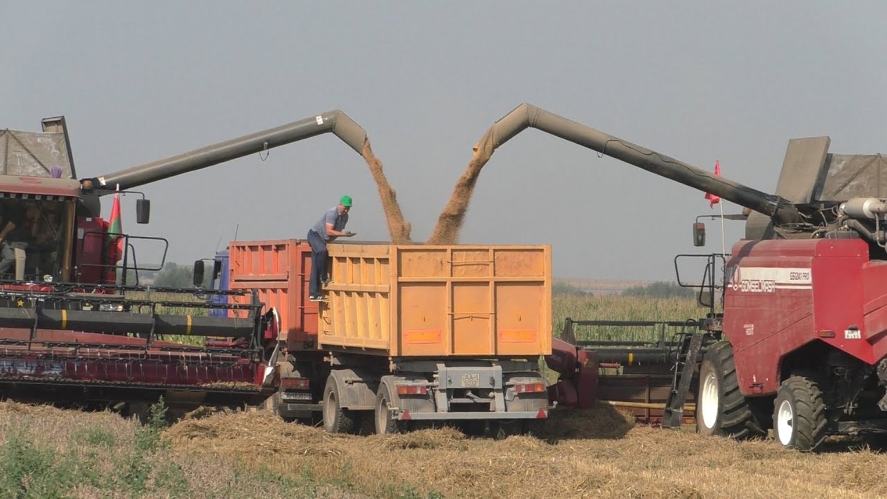 Уборка пшеницы, GOMSELMASH GS12A1 PRO, PALESSE GS12A1 PRO, в оАо Колядичи 2023