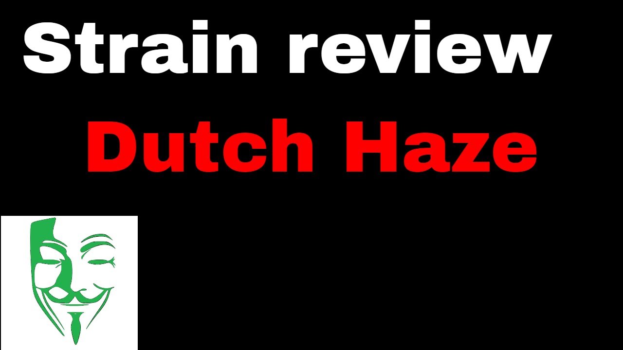 Dutch Haze Strain Review