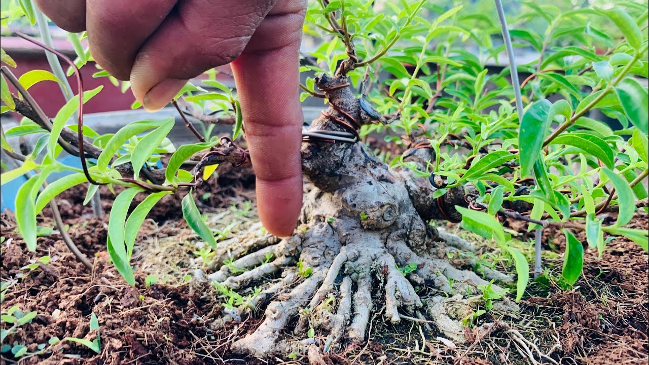 mai chiếu thủy siêu mini | cách tao 1 cây bonsai mini đẹp chơi lâu dài