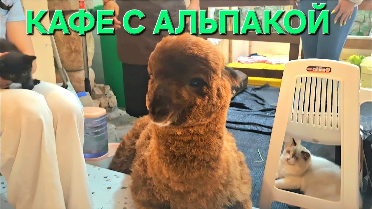 Нячанг/Февраль/До свидания Нячанг! 🫡🇻🇳🇷🇺🤝