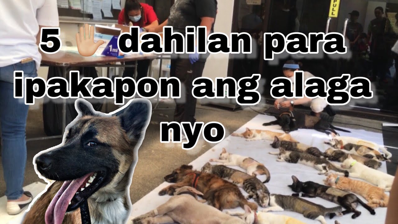 Usapang Kapon | bakit kailangan ipakapon ang alaga nyo