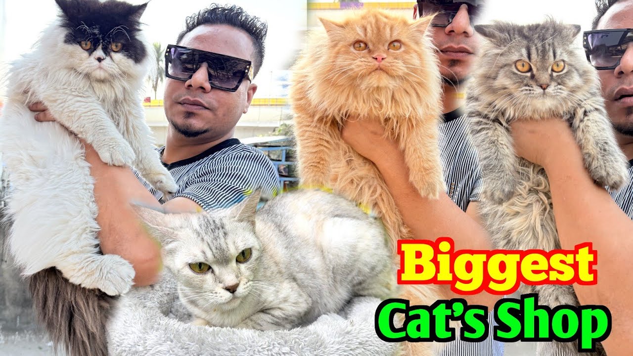 American Short Hair & Persian Cat's in Low Price. Cat Market Kolkata. Kolkata Cat Market.