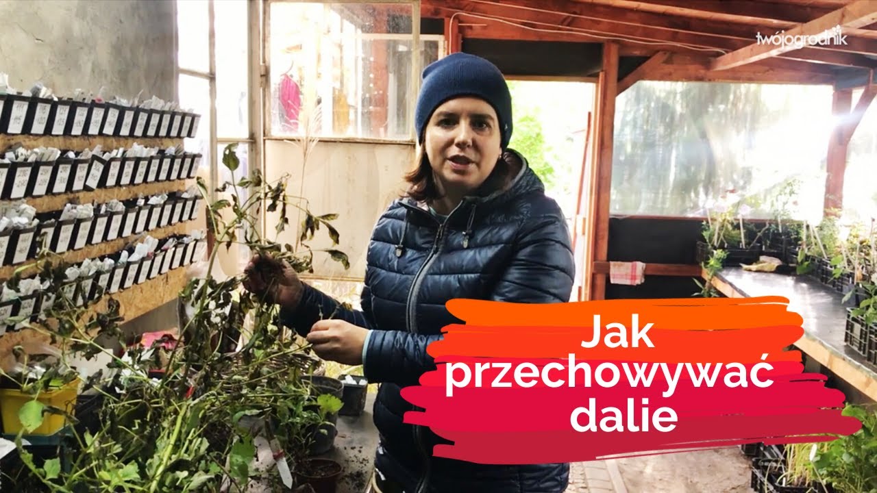 Jak przechowywać dalie