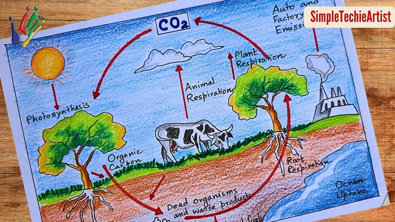 Carbon Cycle diagram drawing step by step/how to draw carbon cycle diagram for projects