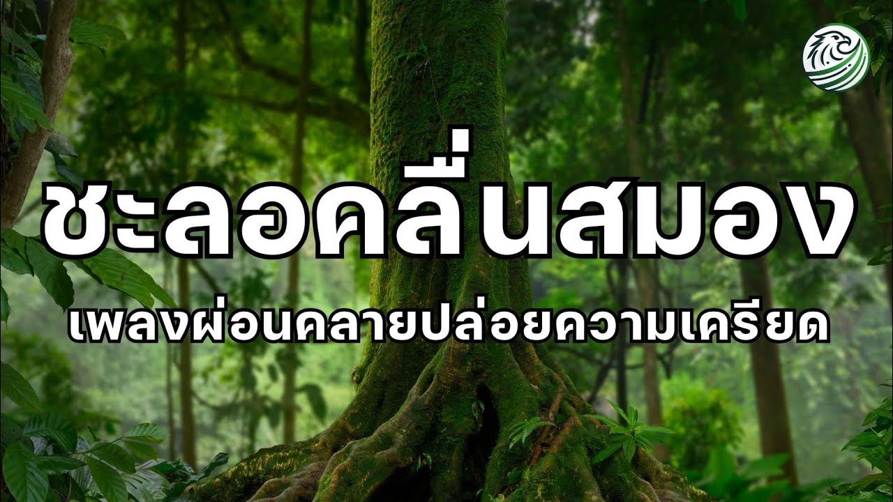 เพลงผ่อนคลาย ชะลอคลื่นสมองลดความคิดฟุ้งซ่านหลังเลิกงาน เพลงรีเซ็ตระบบประสาท ดนตรีบำบัดความเครียด