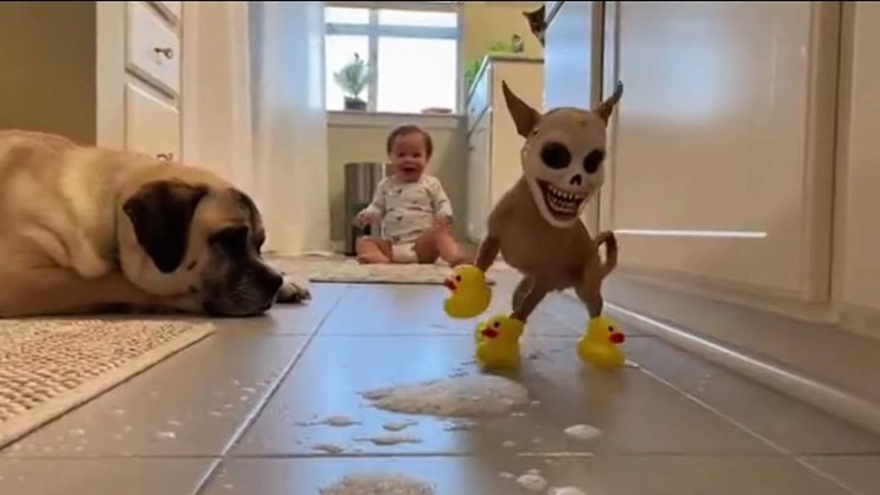 Tiny Chihuahua Dogs Meet Giant Dogs for the First Time 😂 | Funniest Size Difference Reactions Ever