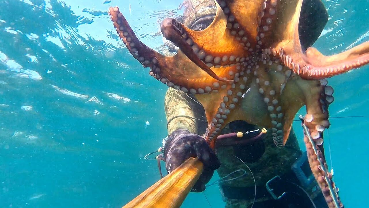 Pesca sub: la Piovra Gigante e i saraghi del bassofondo (Luglio 2018)